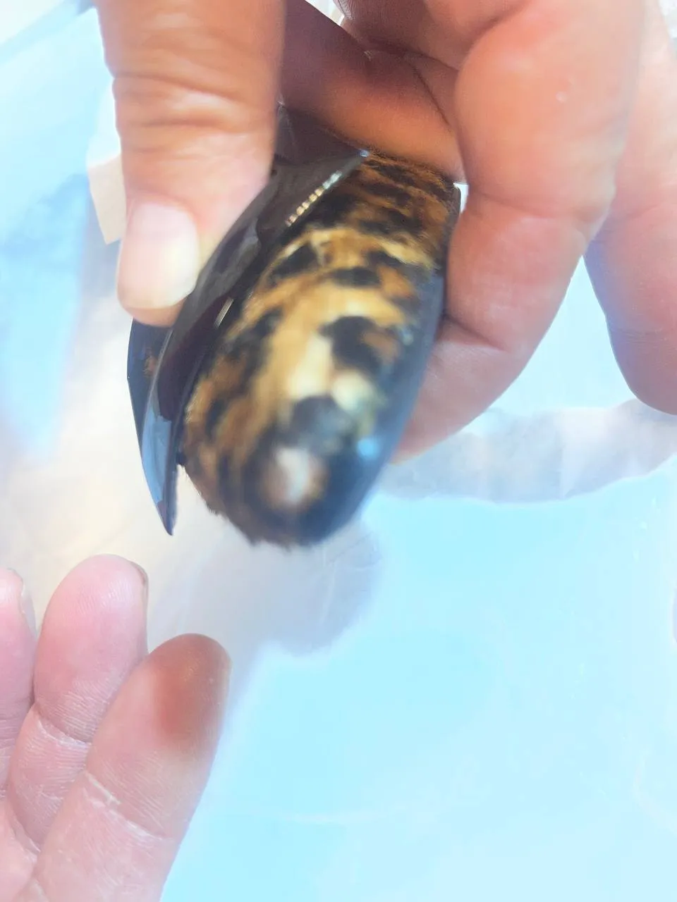 Туфли LEO артикул 01022361100_N